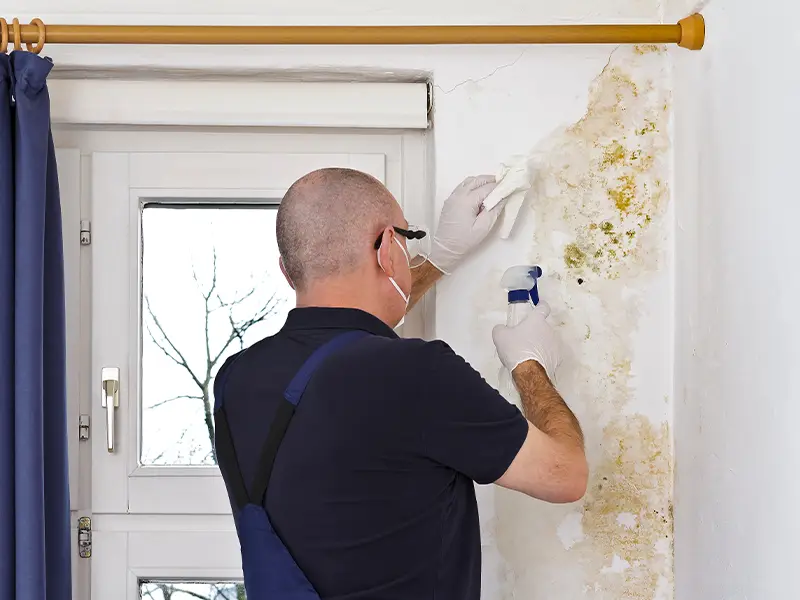 Mold remediation services